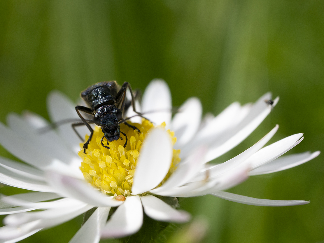 IMAGES\Madelief (bellis perennis)\P1280165_sm.jpg
